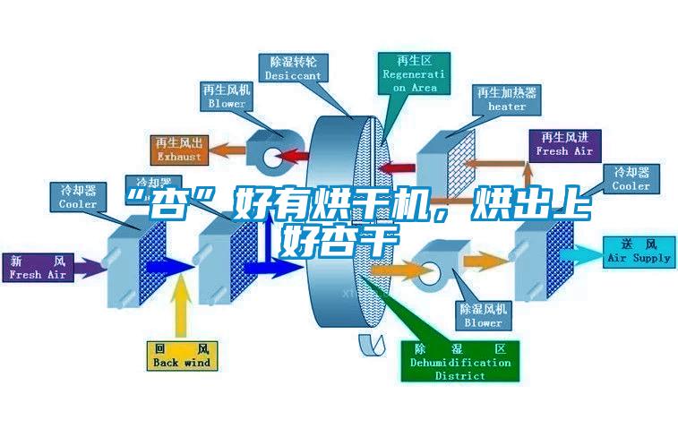 “杏”好有烘干機，烘出上好杏干